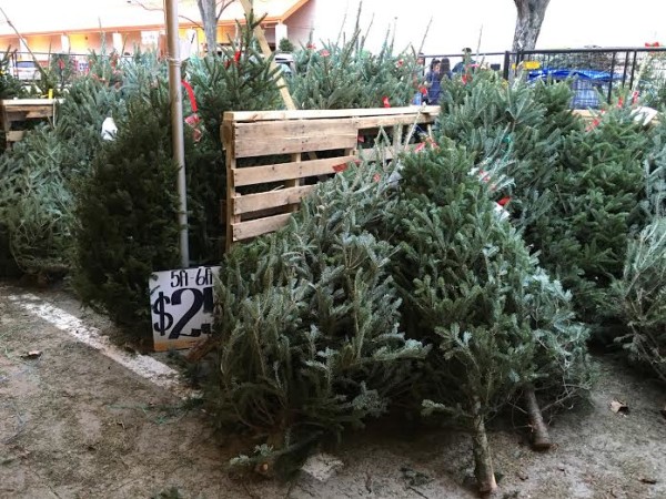 ［聖誕］幸福的基地－耶誕樹市集