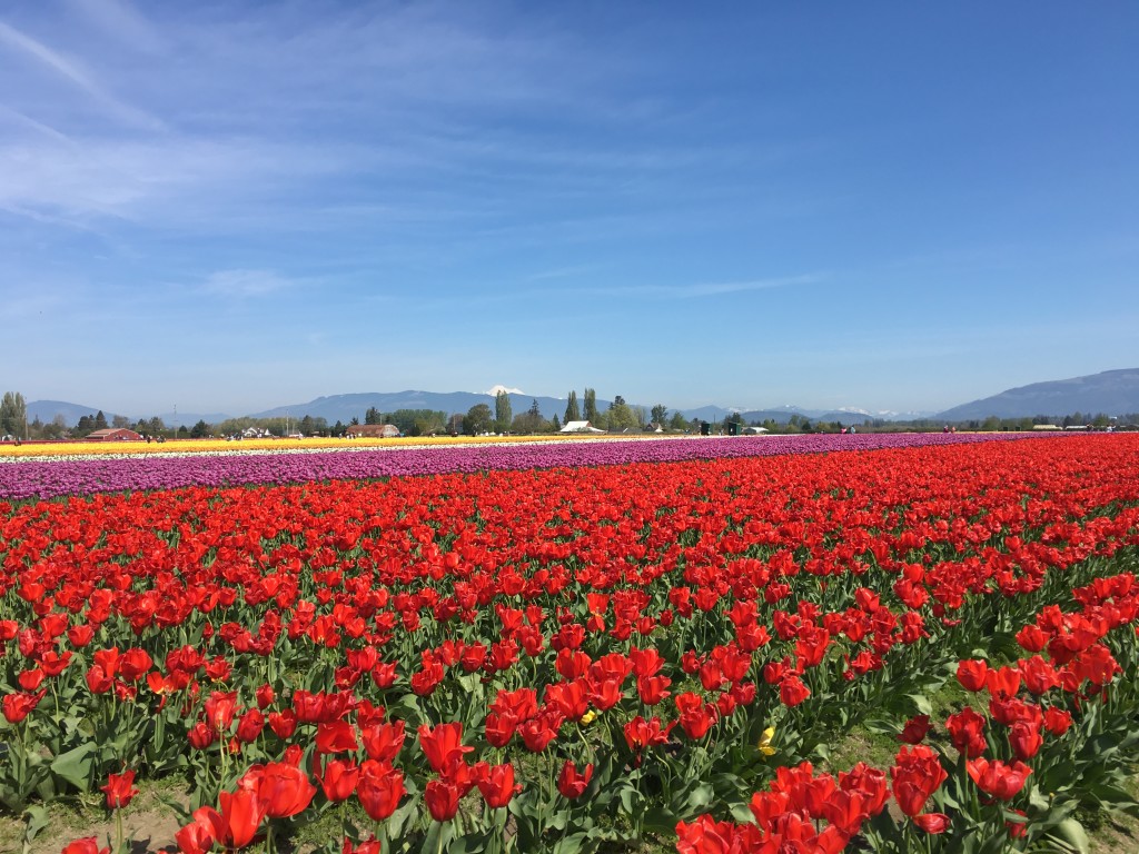 ［西雅圖Seattle］鬱金香花季 Skagit Tulip Festival