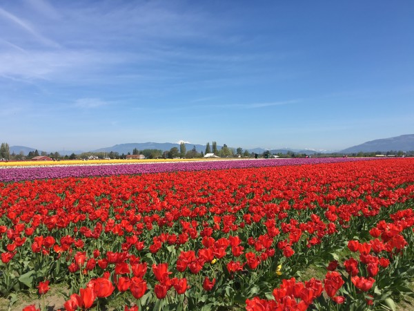 ［西雅圖Seattle］鬱金香花季 Skagit Tulip Festival