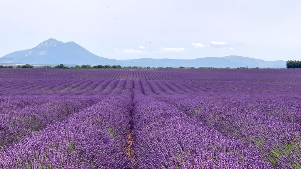 southern_france_provence_lavender_field